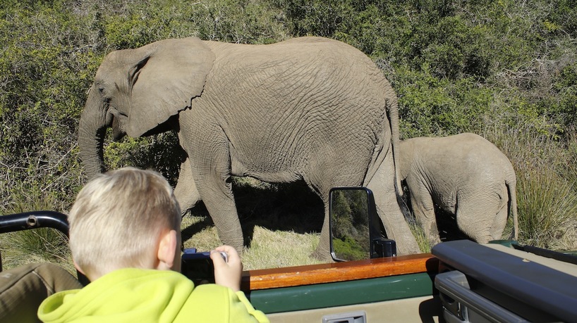 Kariega Kids Safari Elephants Sighting