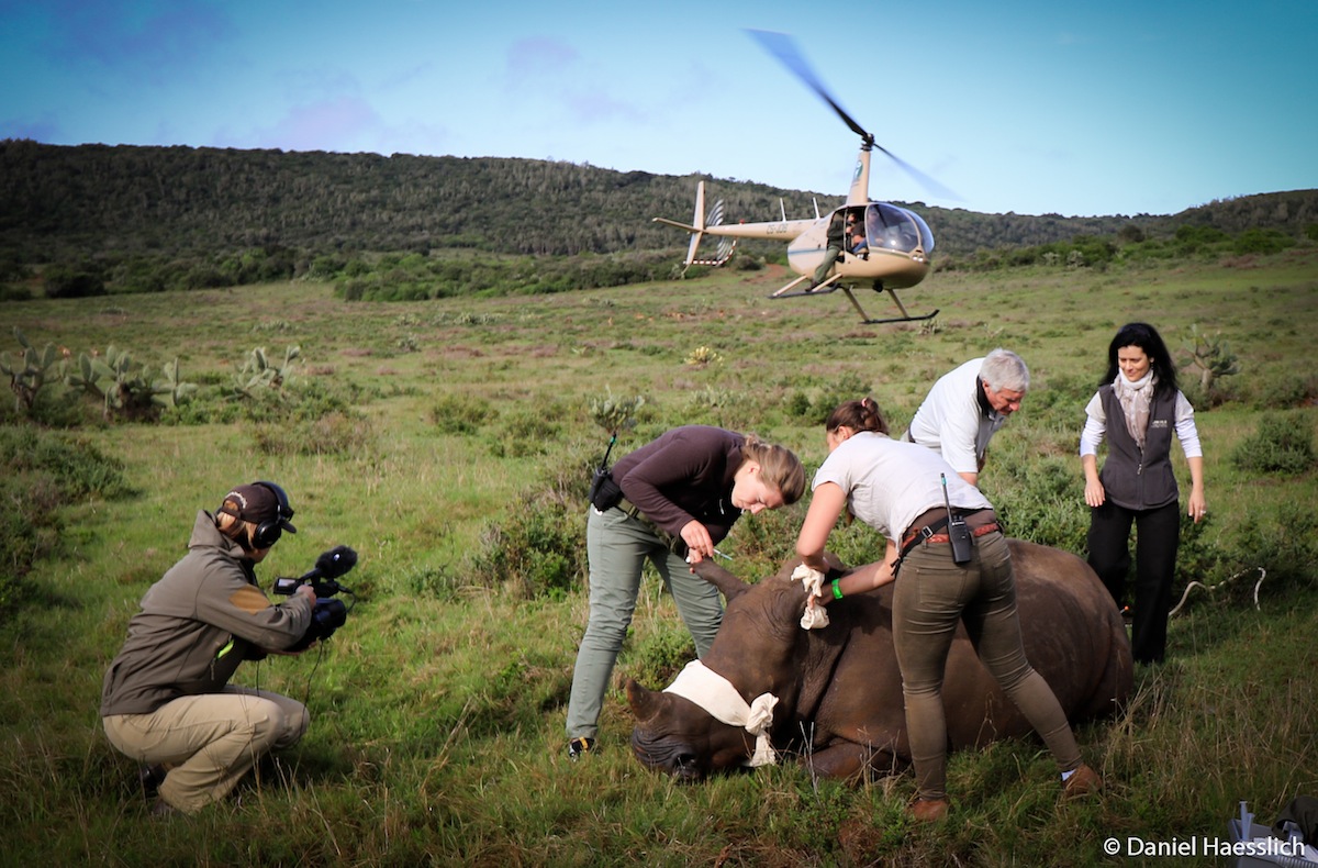 Rhino Thembi Darted and Immobilised at Kariega