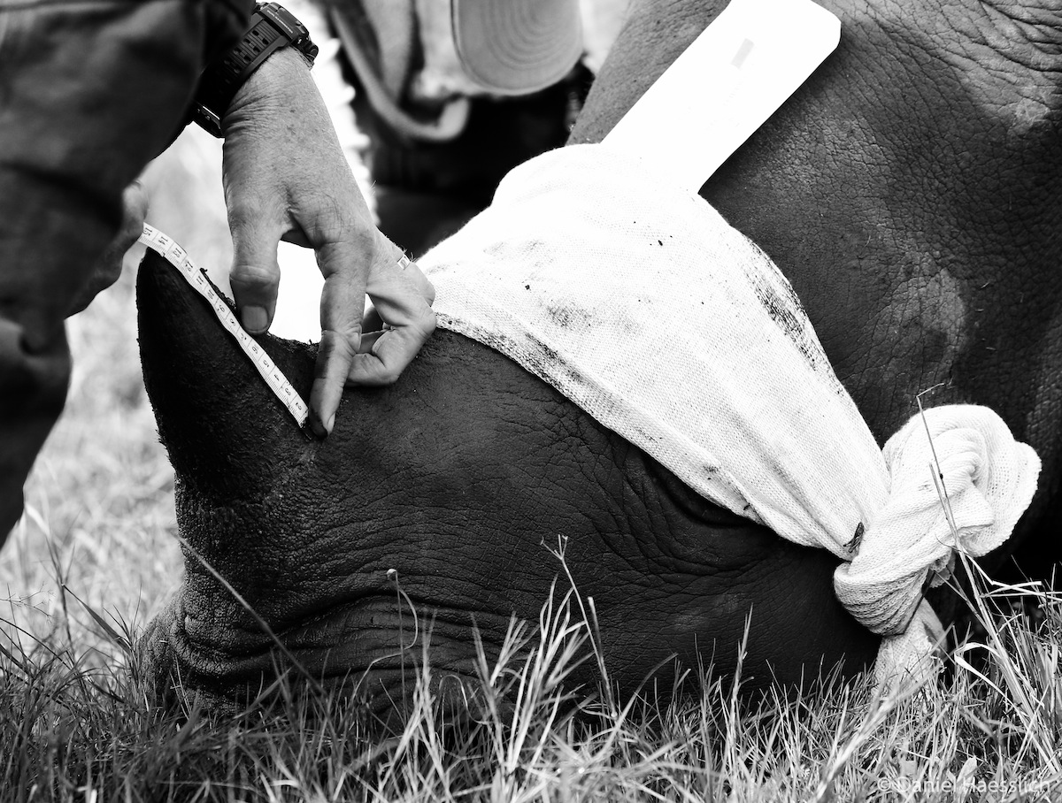 Rhino Thembi's Horn Measured at Kariega