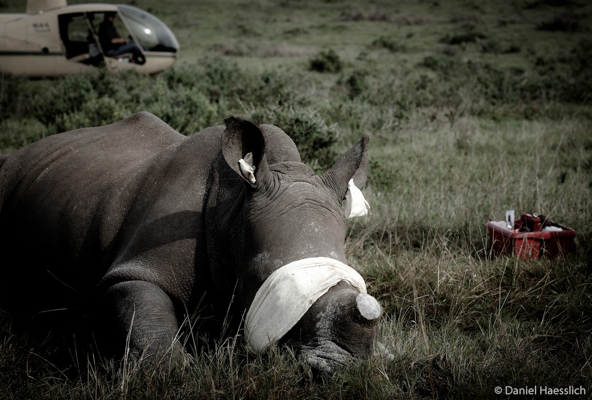Rhino Thembi Dehorned at Kariega