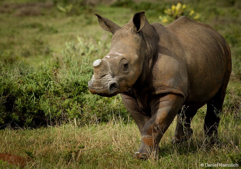 Kariega Thembi The Rhino