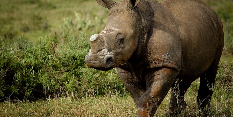Kariega Thembi The Rhino