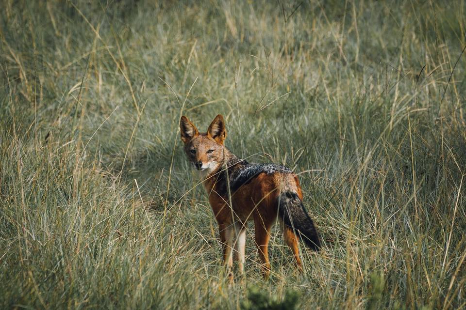 Kariega Jackal by guest Jan Niklas Wedig