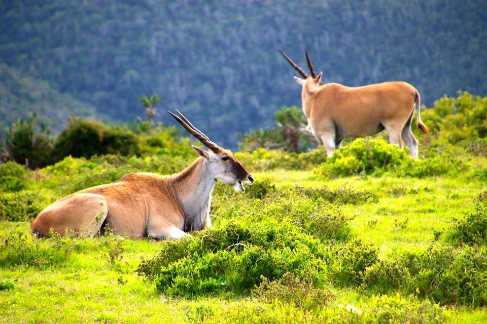 Kariega Eland by guest Peter Roethlisberger