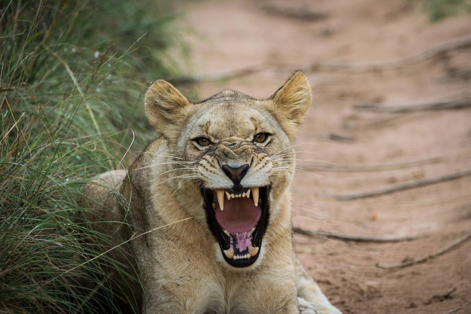 Lioness at Kariega by guest Jan Niklas Wedig