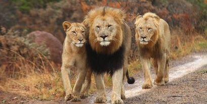 Kariega Pride of Lions Taking a Stroll