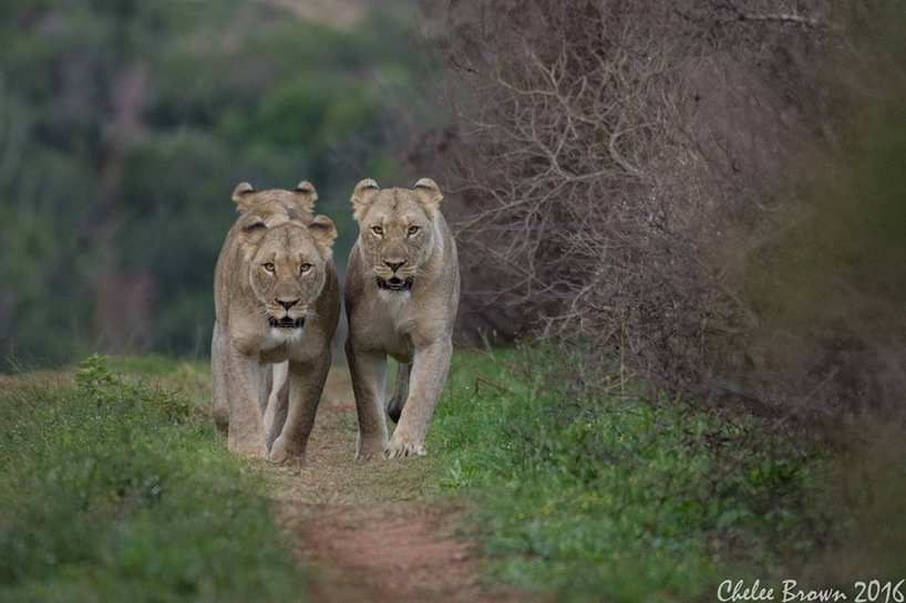 Kariega Chelee Brown Lions