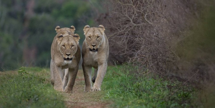 Kariega Chelee Brown Lions