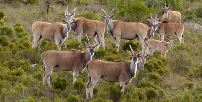 Kariega Group of Elands