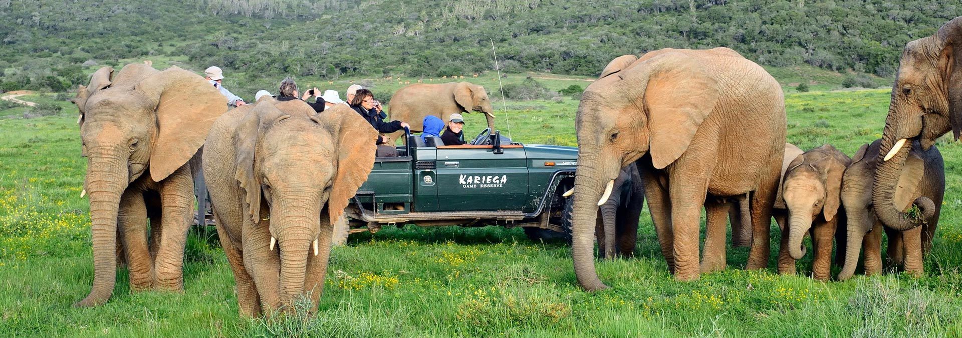 Kariega Elephants Approaching Game Drive Vehicle