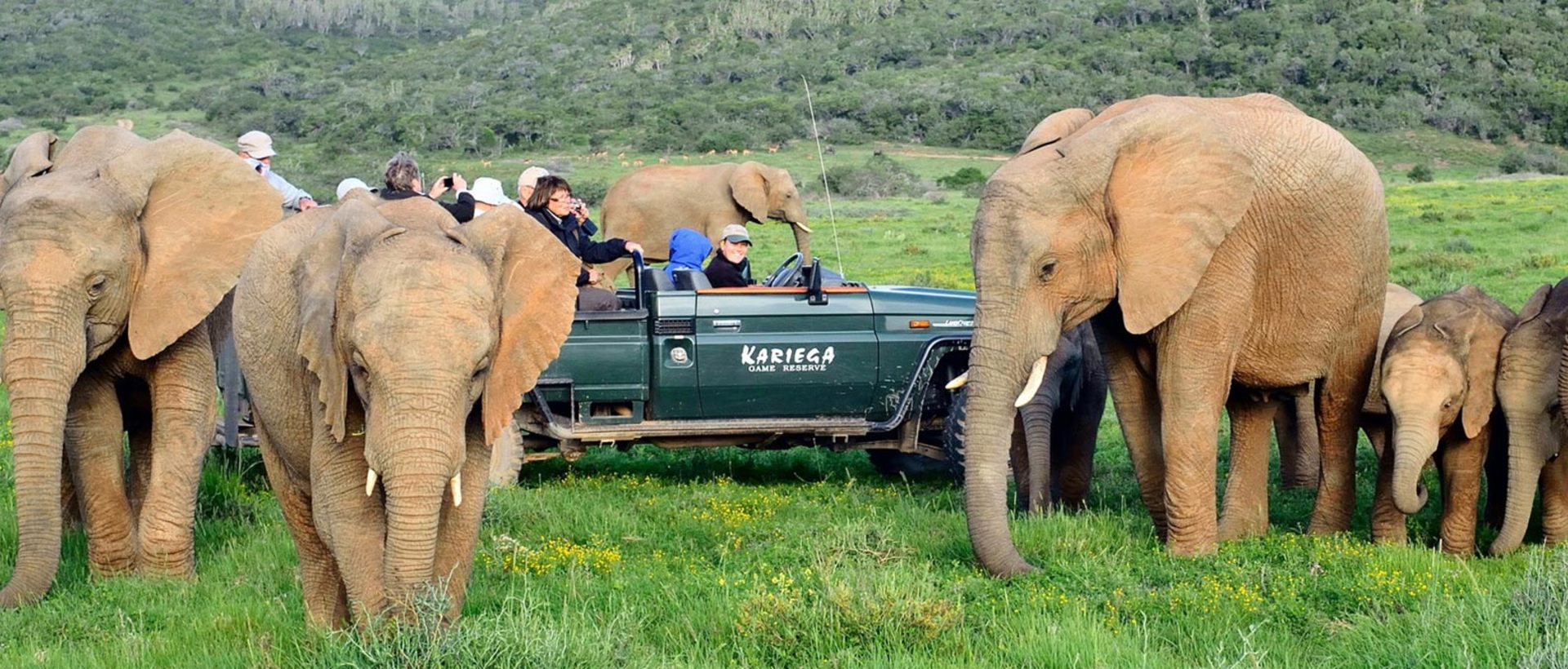 Kariega Elephants Approaching Game Drive Vehicle