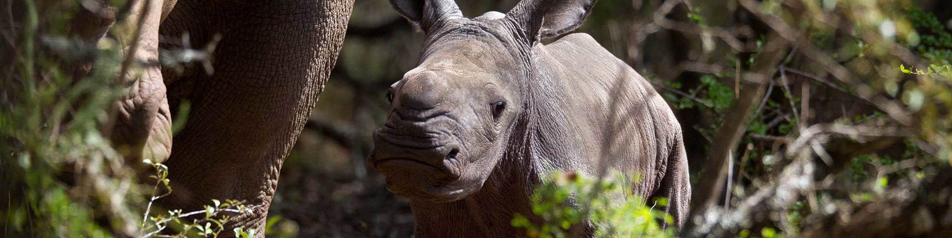 SAVE OUR RHINO