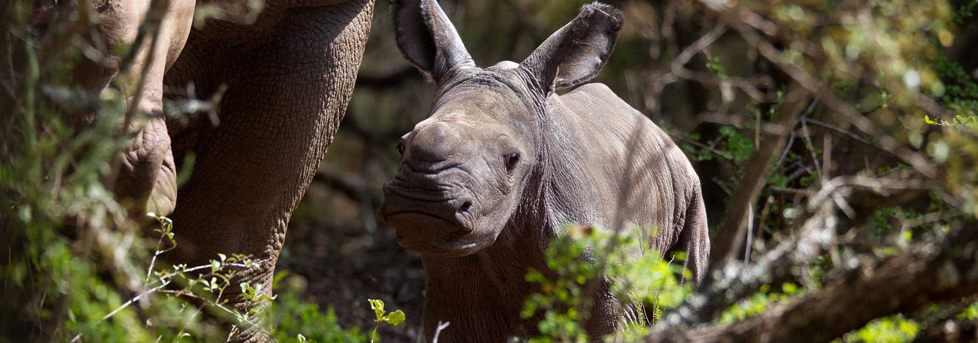 Rhino calf at Kariega