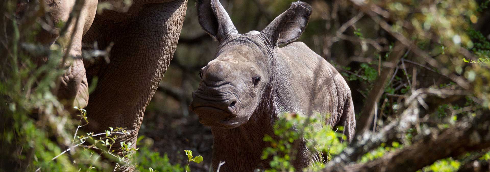 Coyote Peterson Rhino Conservation Challenge