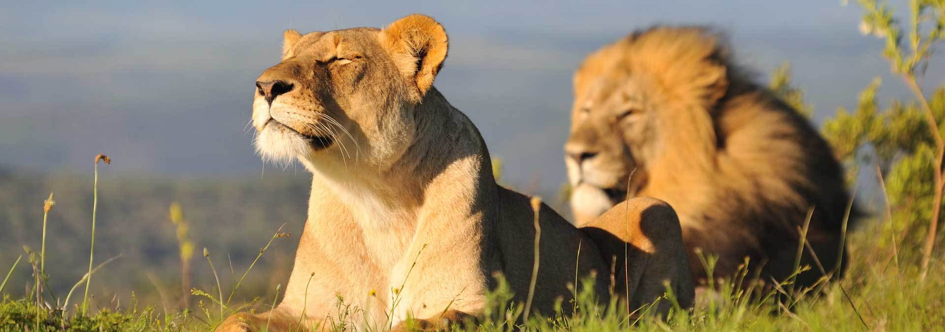 Kariega Lions Enjoying The Sun