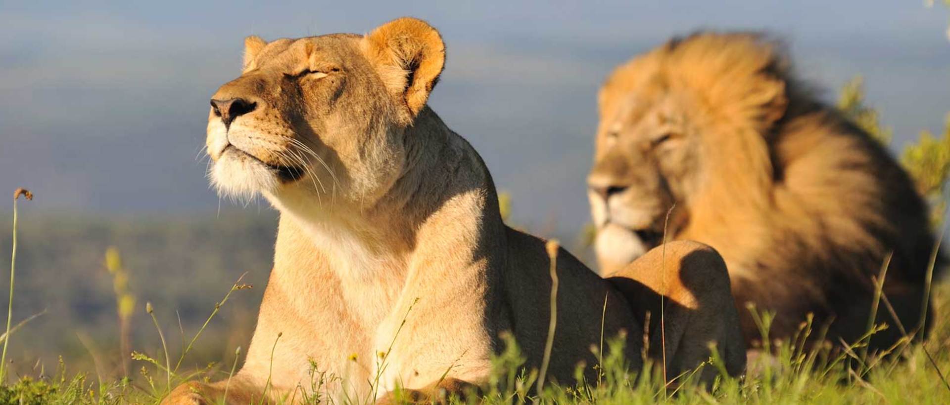 Kariega Lions Enjoying The Sun