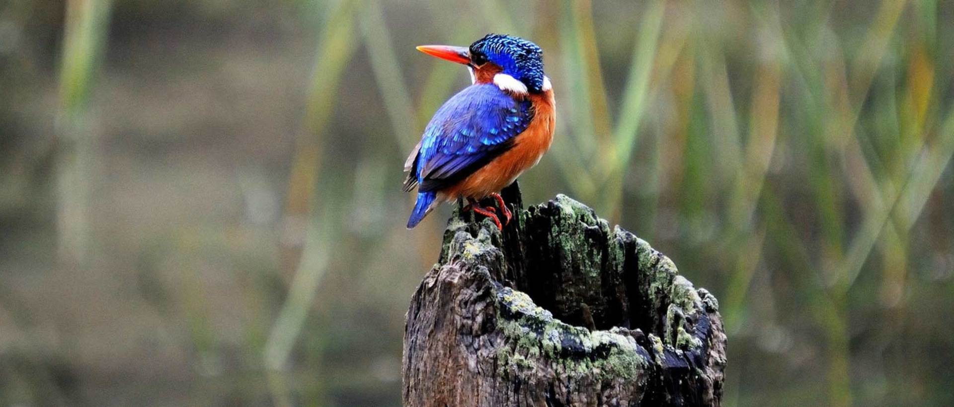 Kariega Bluebird