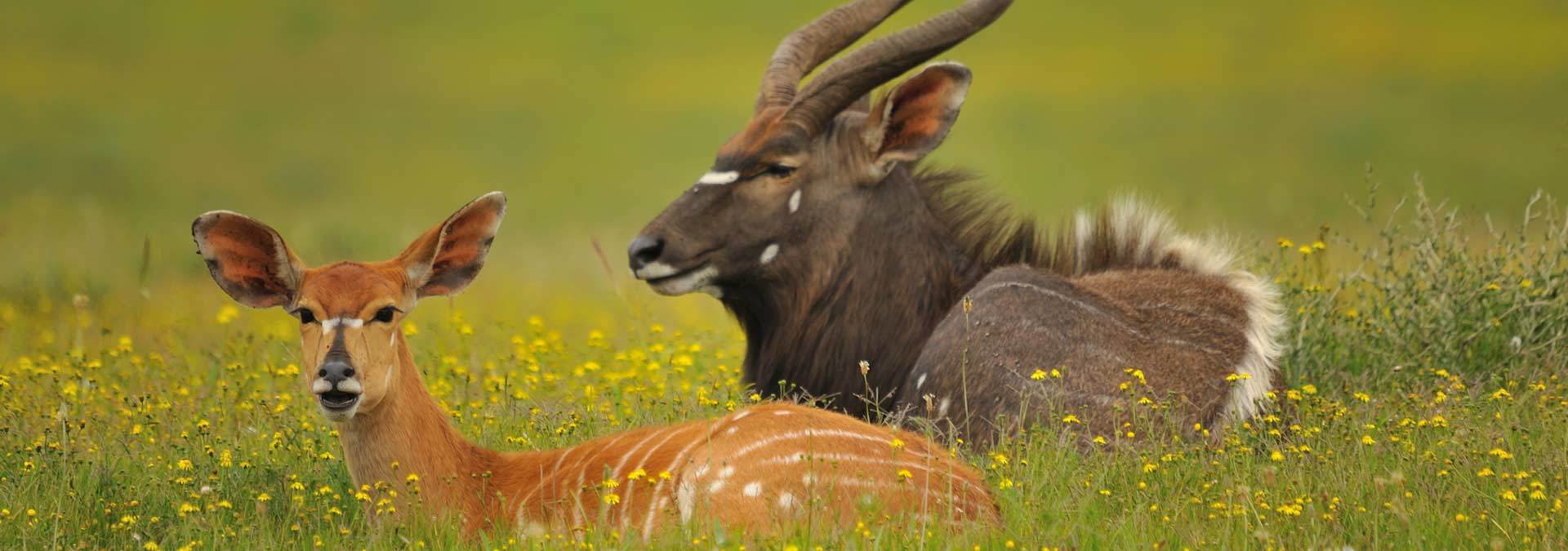 Kariega Deers