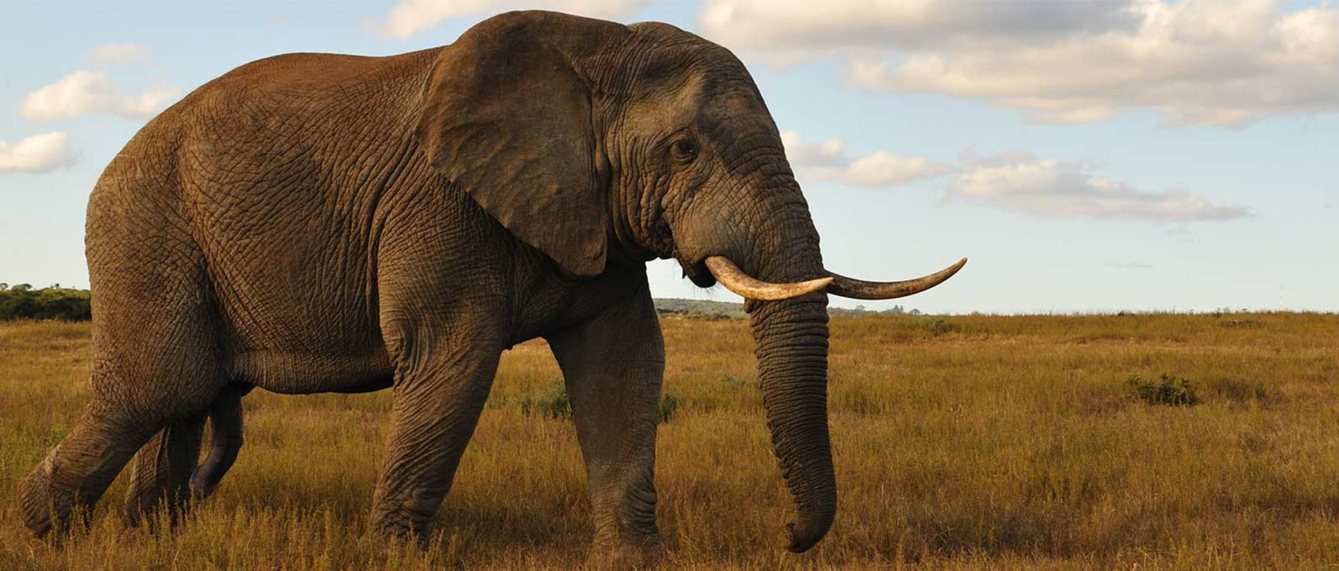 Kariega Elephant Taking A Stroll