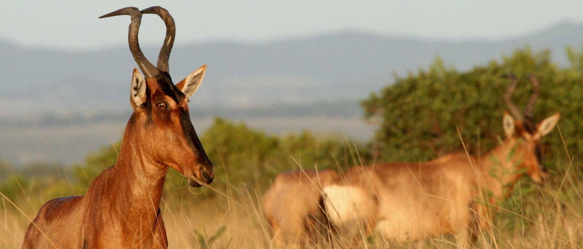 Kariega Springboks