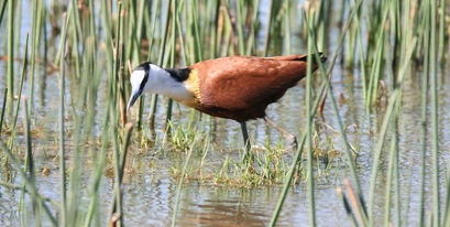 Kairega Jacana