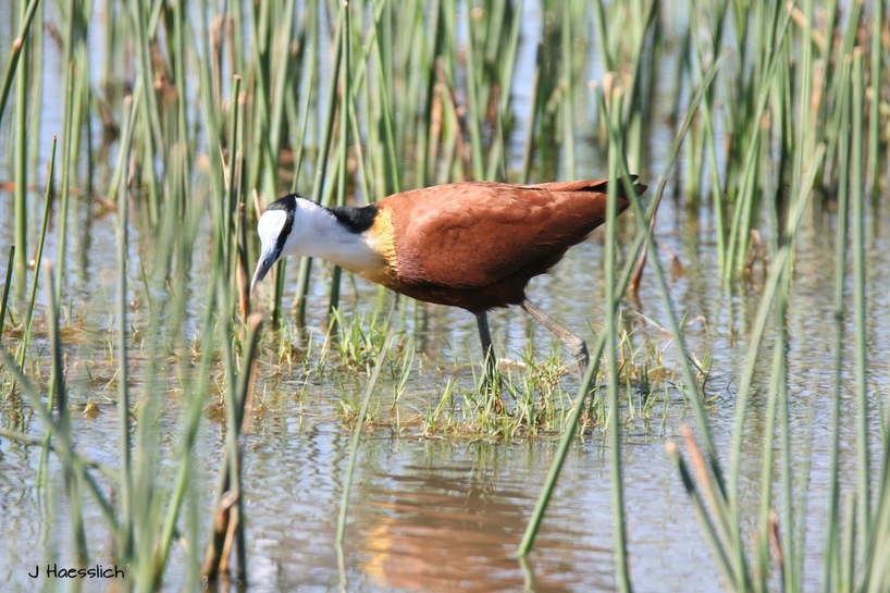 Kairega Jacana