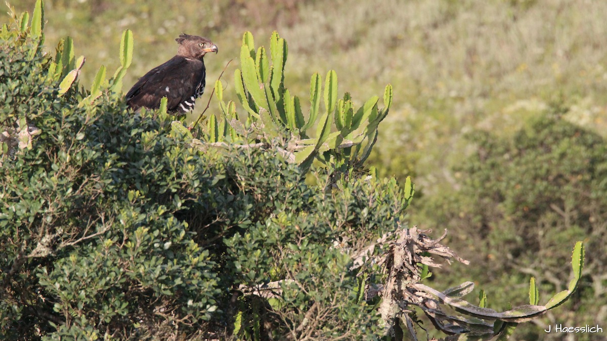 Crowned Eagle at Kariega taken by Jo Haesslich