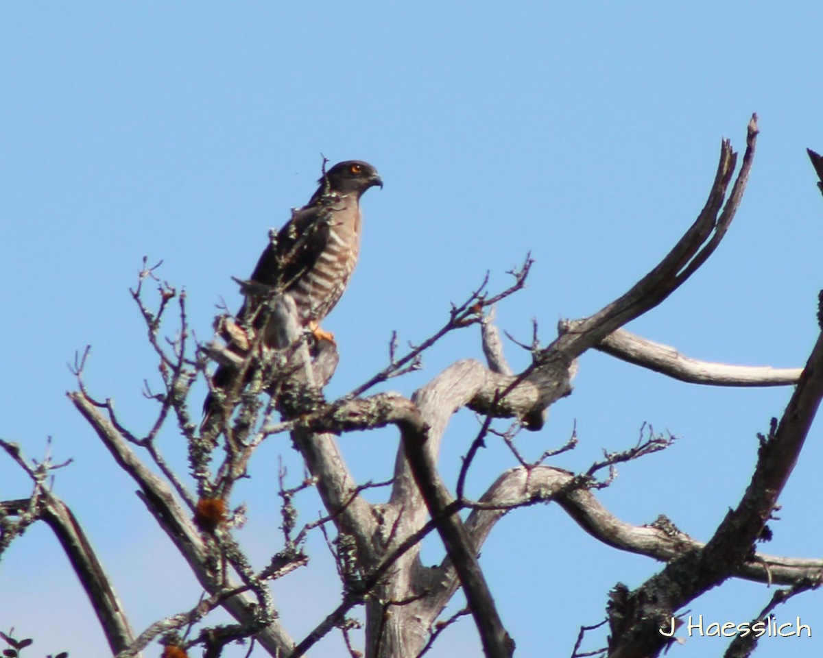 Cuckoo Hawk taken at Kariega by Jo Haesslich
