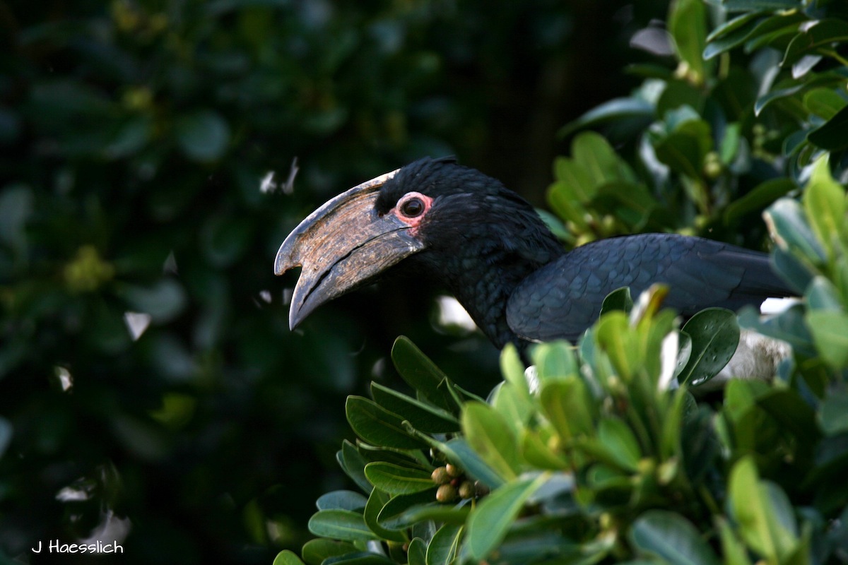 Trumpeter  Hornbill taken at Kariega by Jo Haesslich