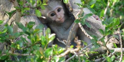 Kariega Monkey Nestled Among the Trees