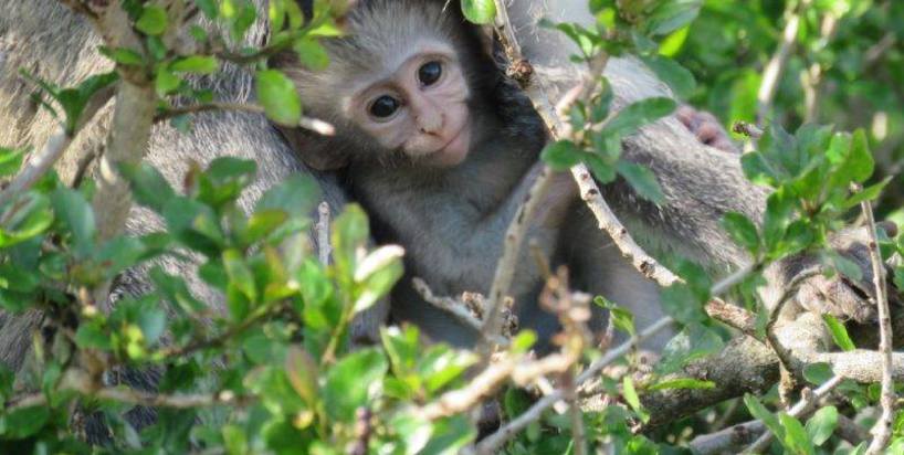 Kariega Monkey Nestled Among the Trees
