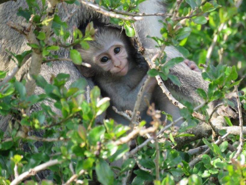 Kariega Monkey Nestled Among the Trees