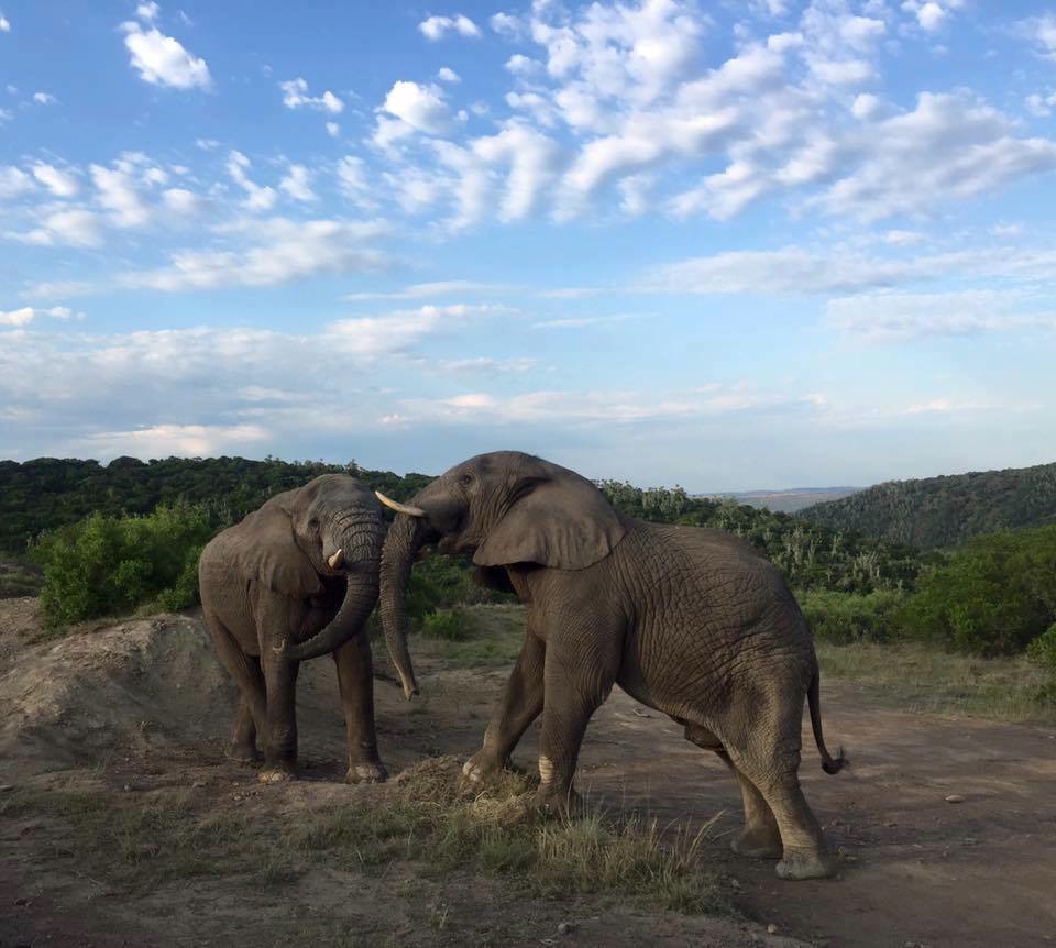 Kariega elephant taken by Chelsea Gamber