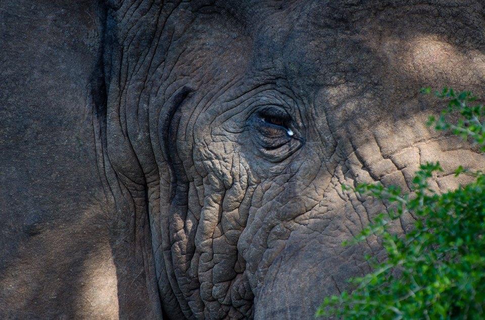 Kariega elephant taken by Christian MH