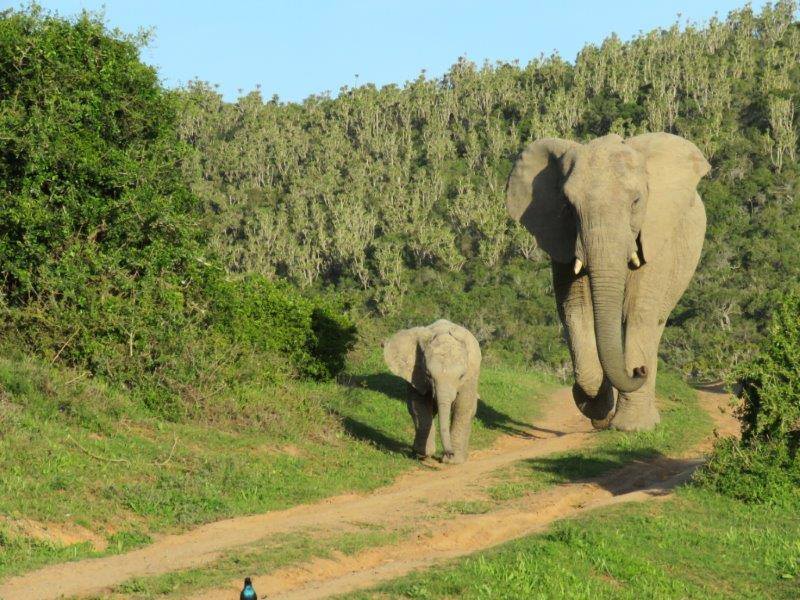 Kariega elephant taken by Lisa van den Blink