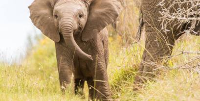 Kariega Elephant Calf
