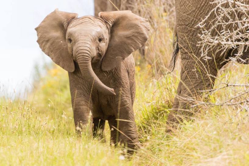 Kariega Elephant Calf