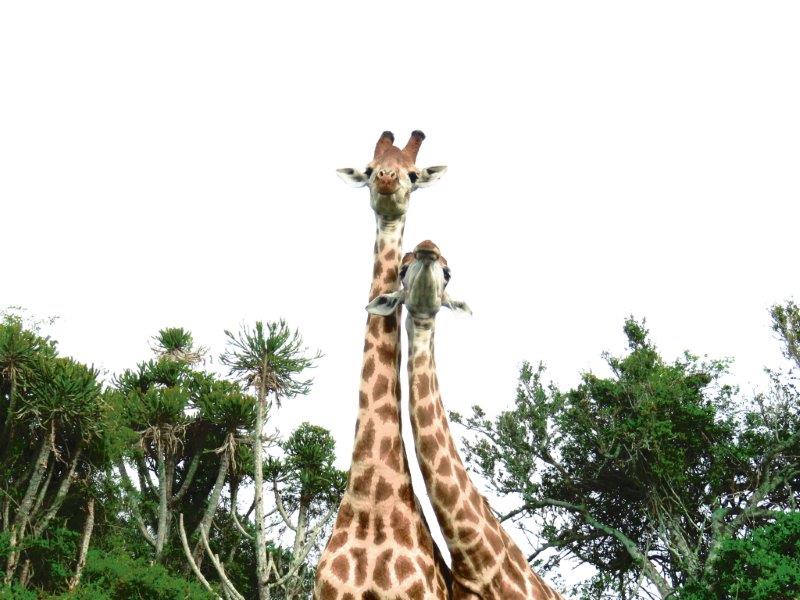 Giraffe at Kariega taken by Lisa van den blink