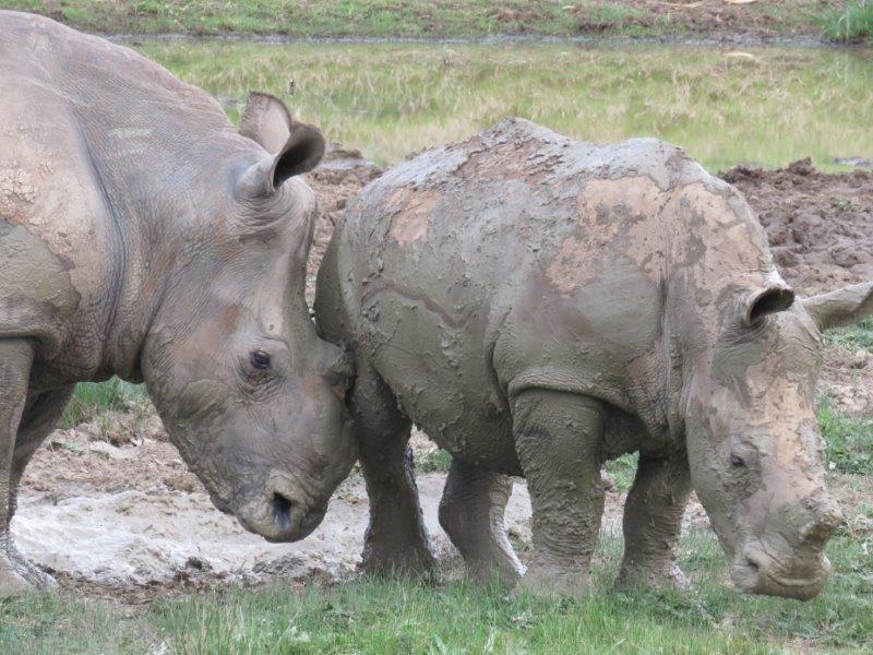 Thandi and Thembi at Kariega by Lisa van den blink