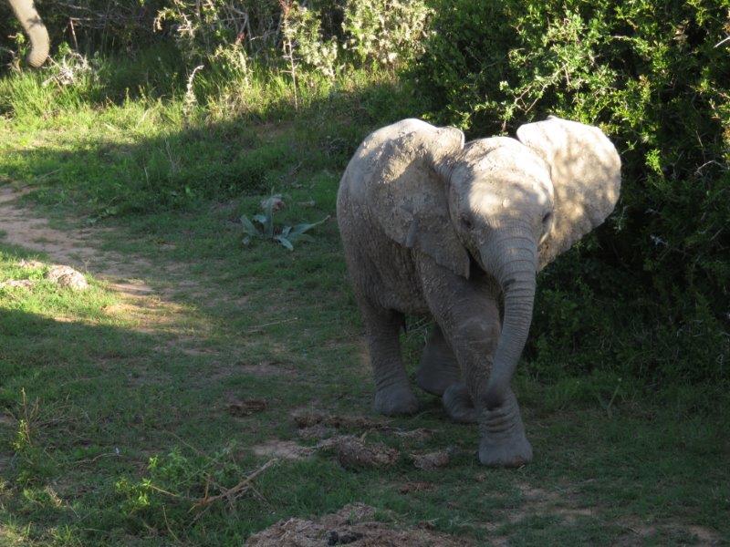 Elephant at Kariega taken by Lisa van den blink