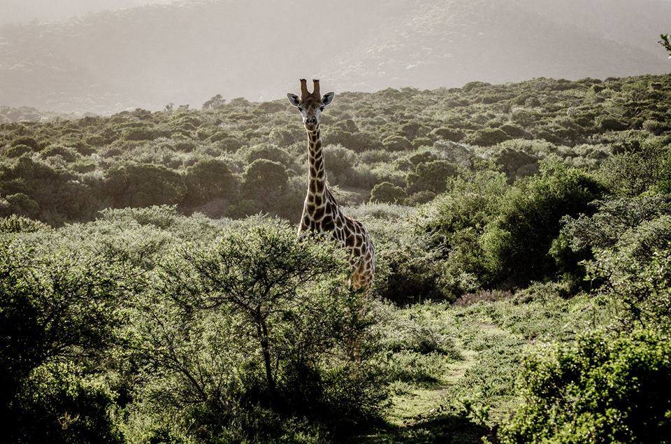 Giraffe taken at Kariega by guest Christian MH