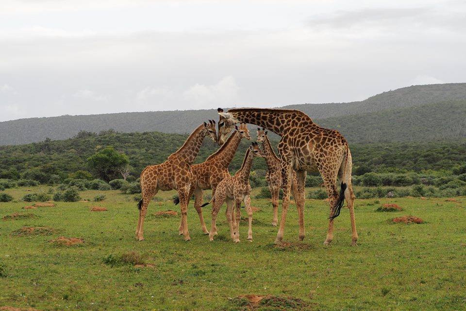 Giraffe taken at Kariega by guest Daine Jones