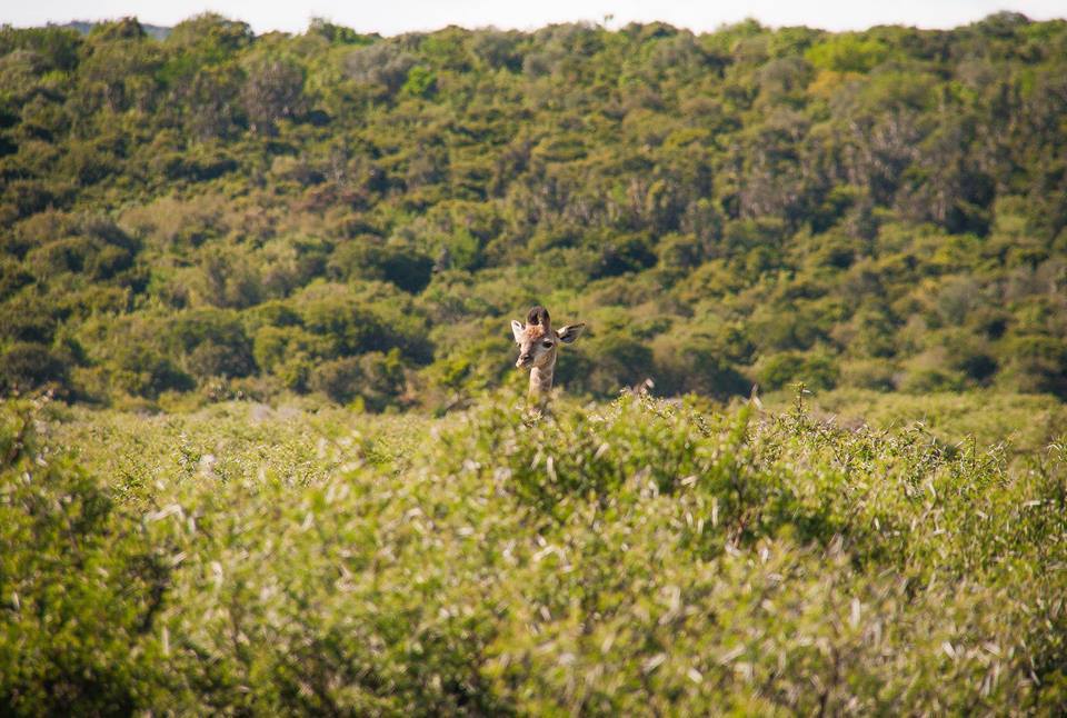 Giraffe at Kariega taken by Micheal Page