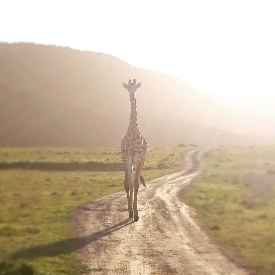 Giraffe taken at Kariega by guest Stuart Thirde