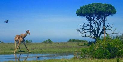 Kariega Giraffe By the Water