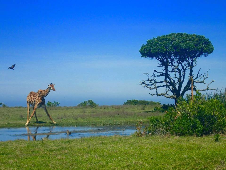 Giraffe drinking at Kariega watering hole by Cassandra Lancer