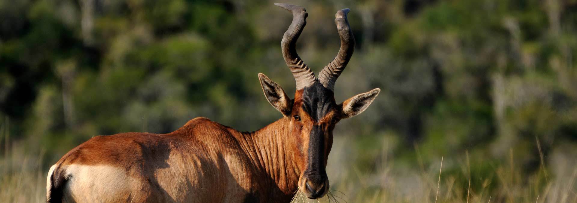 Kariega Springbok