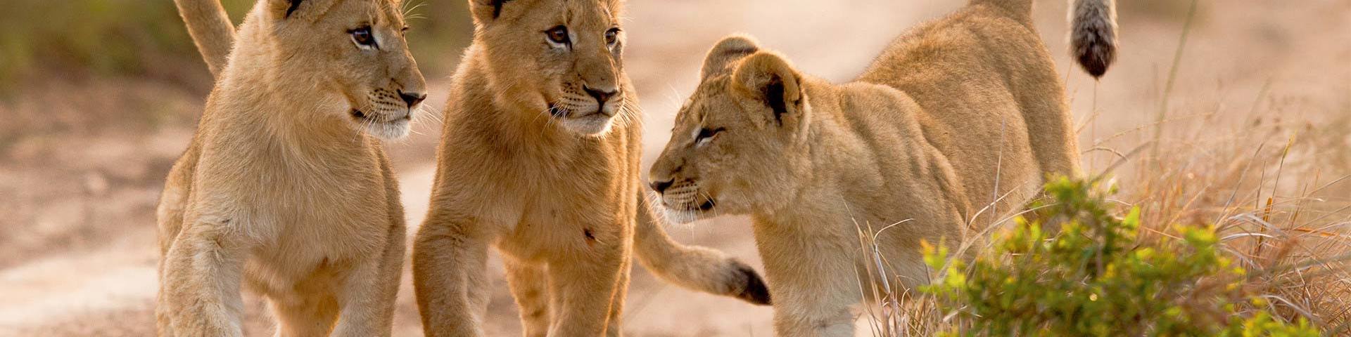 Kariega Lion Cubs