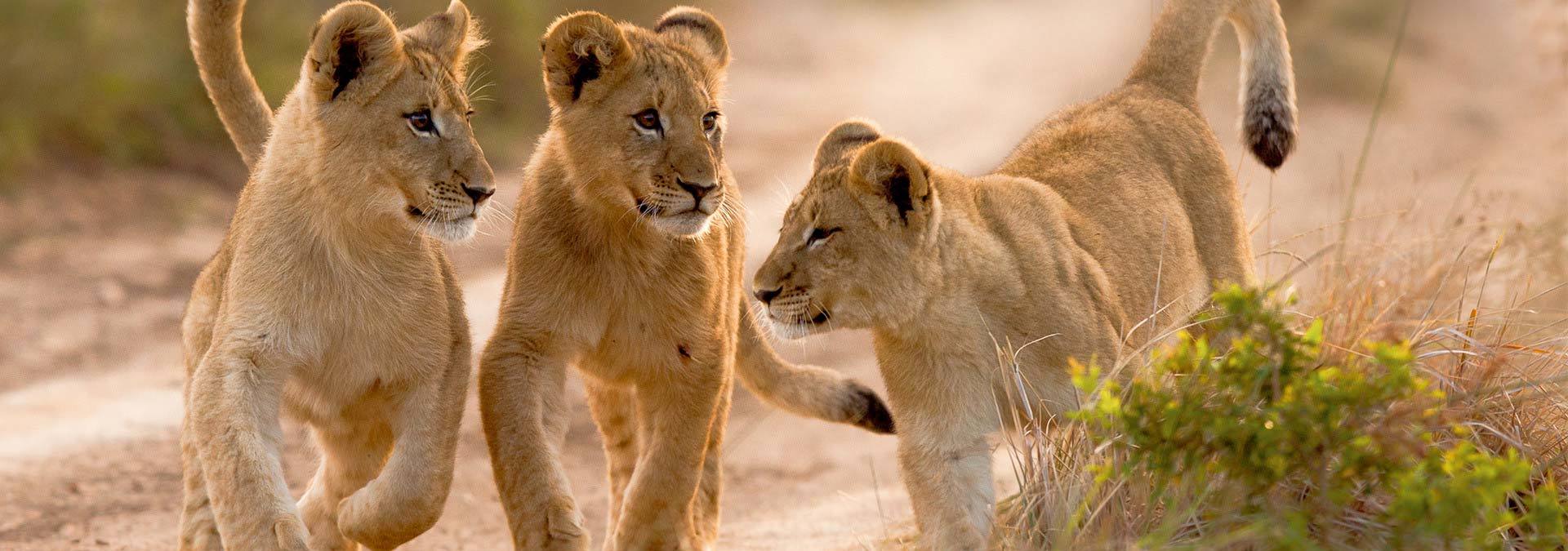 Kariega Lion Cubs