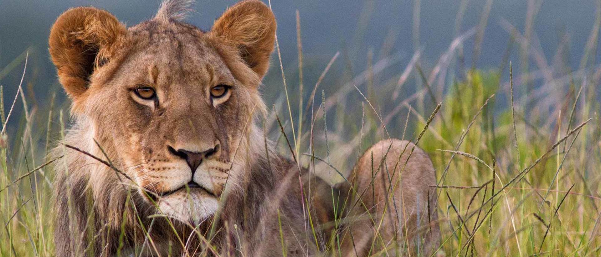 Kariega Lioness Relaxing